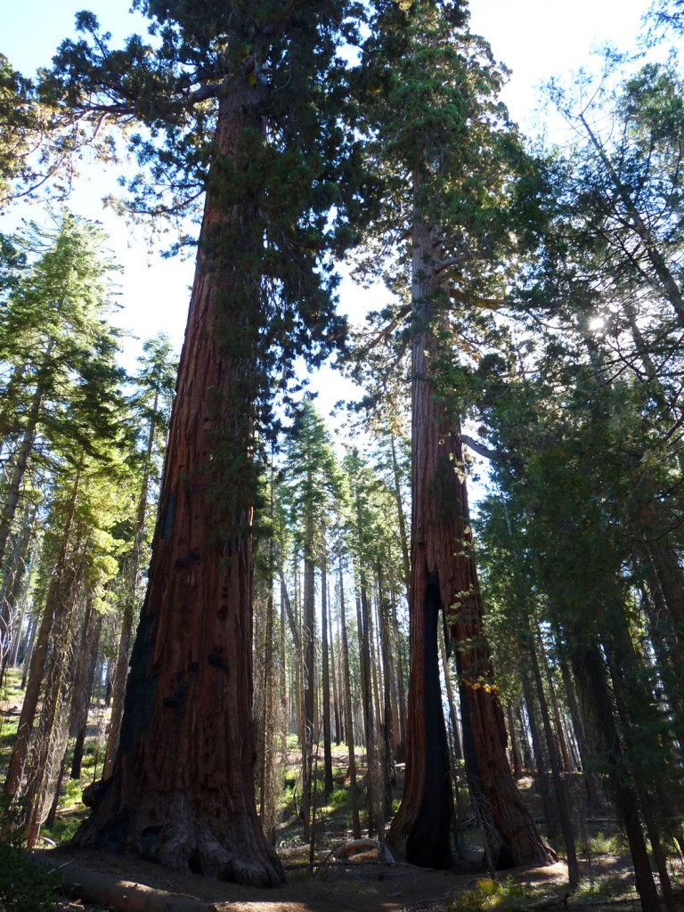 Yosemite (21)
